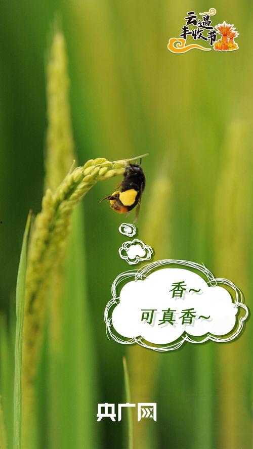 吃瓜黑料蓝奏云,蓝奏云上的秘密档案